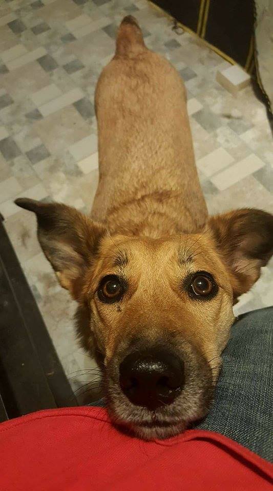 Michigan Animal Shelter Saves Lives Healthy Paws Pet