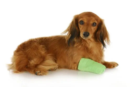 bandaging dog paw