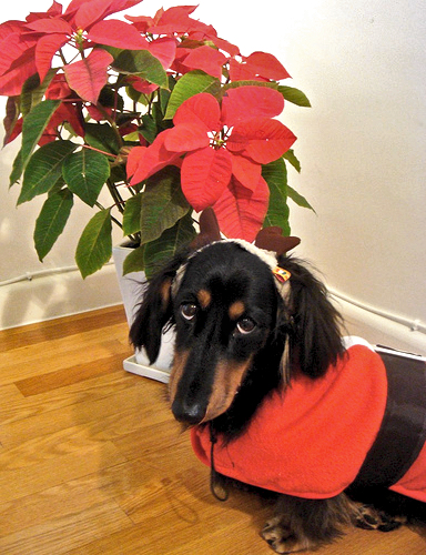 poinsettia bad for dogs