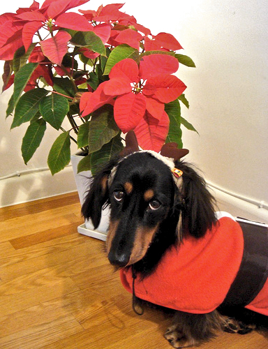 Are Poinsettias Poisonous? Not Unless 