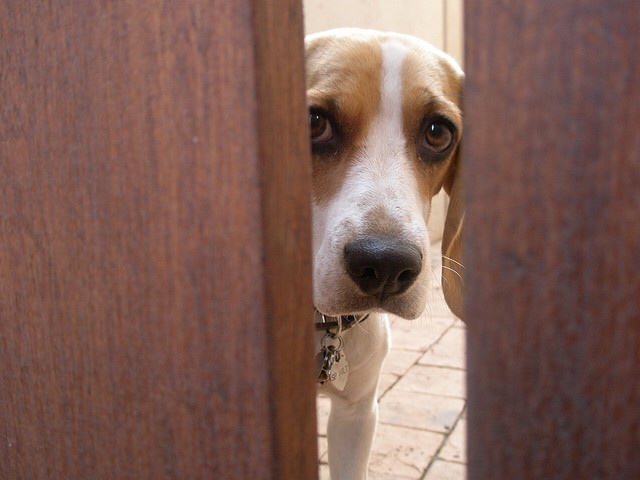 10 Tiny Puppies Sad the Seahawks Lost Healthy Paws Pet 10 Tiny Puppies Sad the Seahawks Lost Healthy Paws Pet