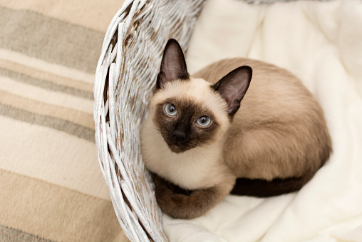 fun facts about siamese cats