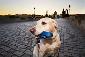 gps-collar-for-dogs