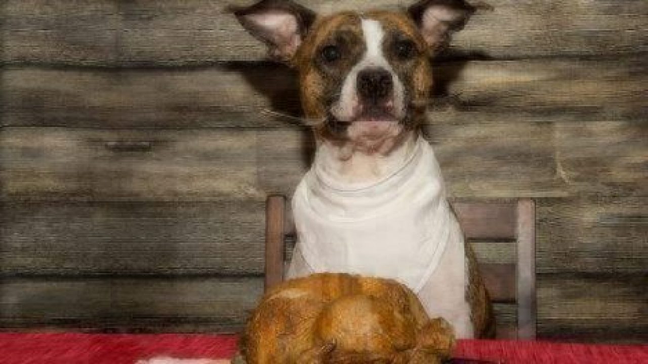 Can Dogs Eat Turkey? Healthy Paws