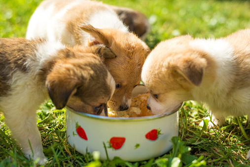 healthy paws dog food