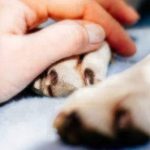 Bloat in Dogs