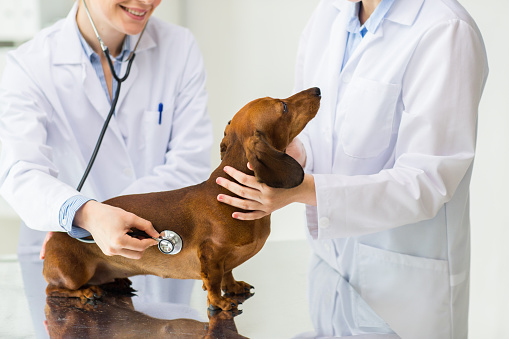 Your Dog's Annual Vet Visit Healthy Paws