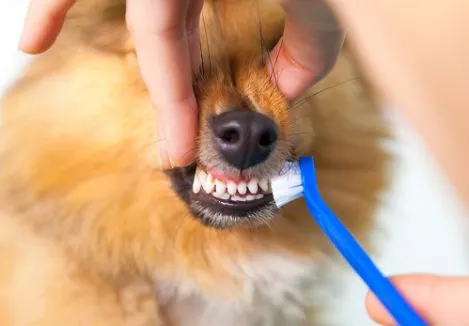 Pet Dental Health - Must Have | Healthy 