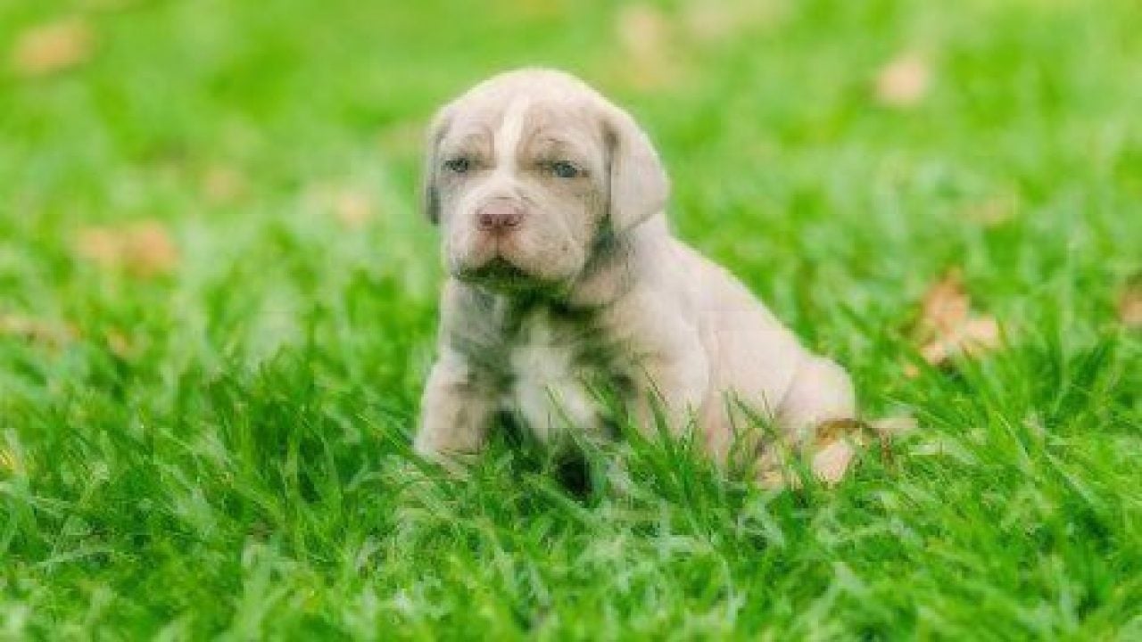 when do puppies eyes change color - Puppy And Pets