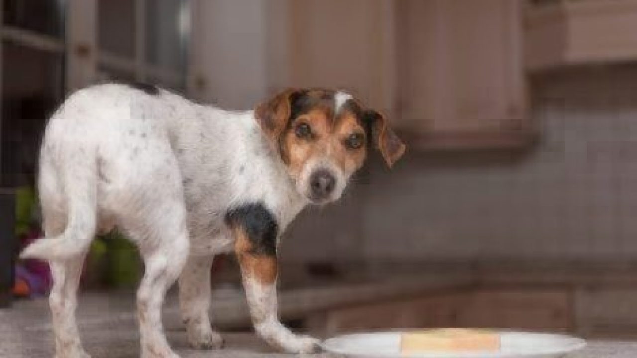 Can Dogs Eat Cheese? Healthy Paws