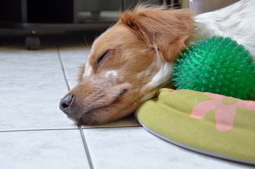 The Best Dog Beds For 2018 Healthy Paws Pet Insurance