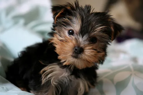 How Pet Insurance Saves You Money Healthy Paws