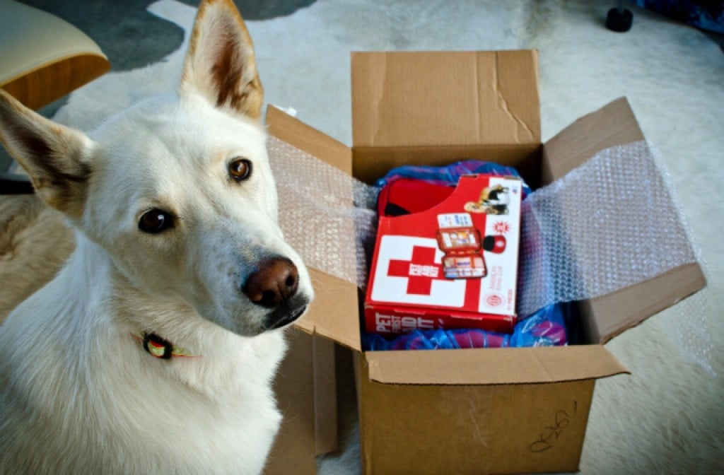 White dog with an open box of red cross supplies