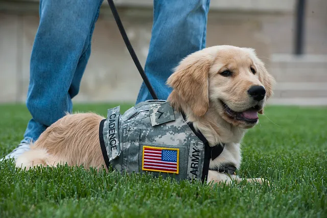 service dog training Golden Retriever puppy military