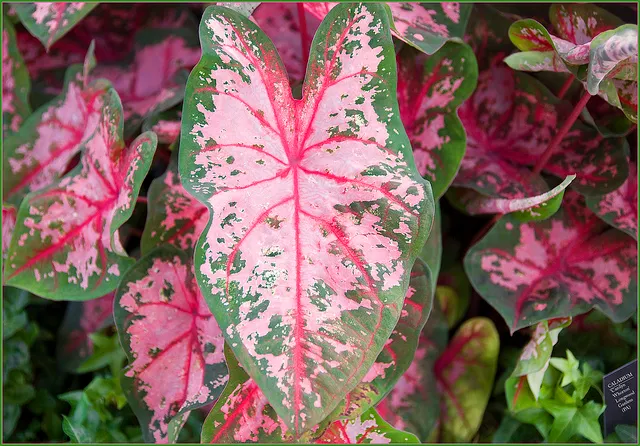 caladium dogs