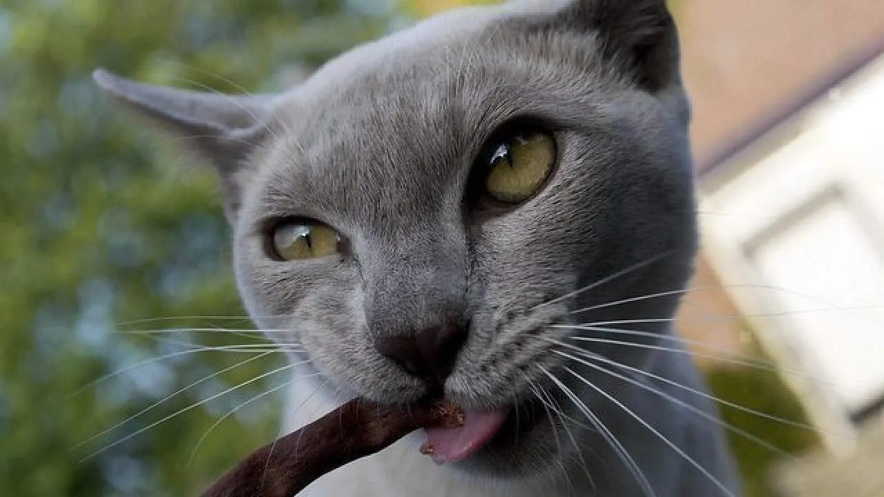 Poisonous Plants to Cats and Dogs | Healthy Paws