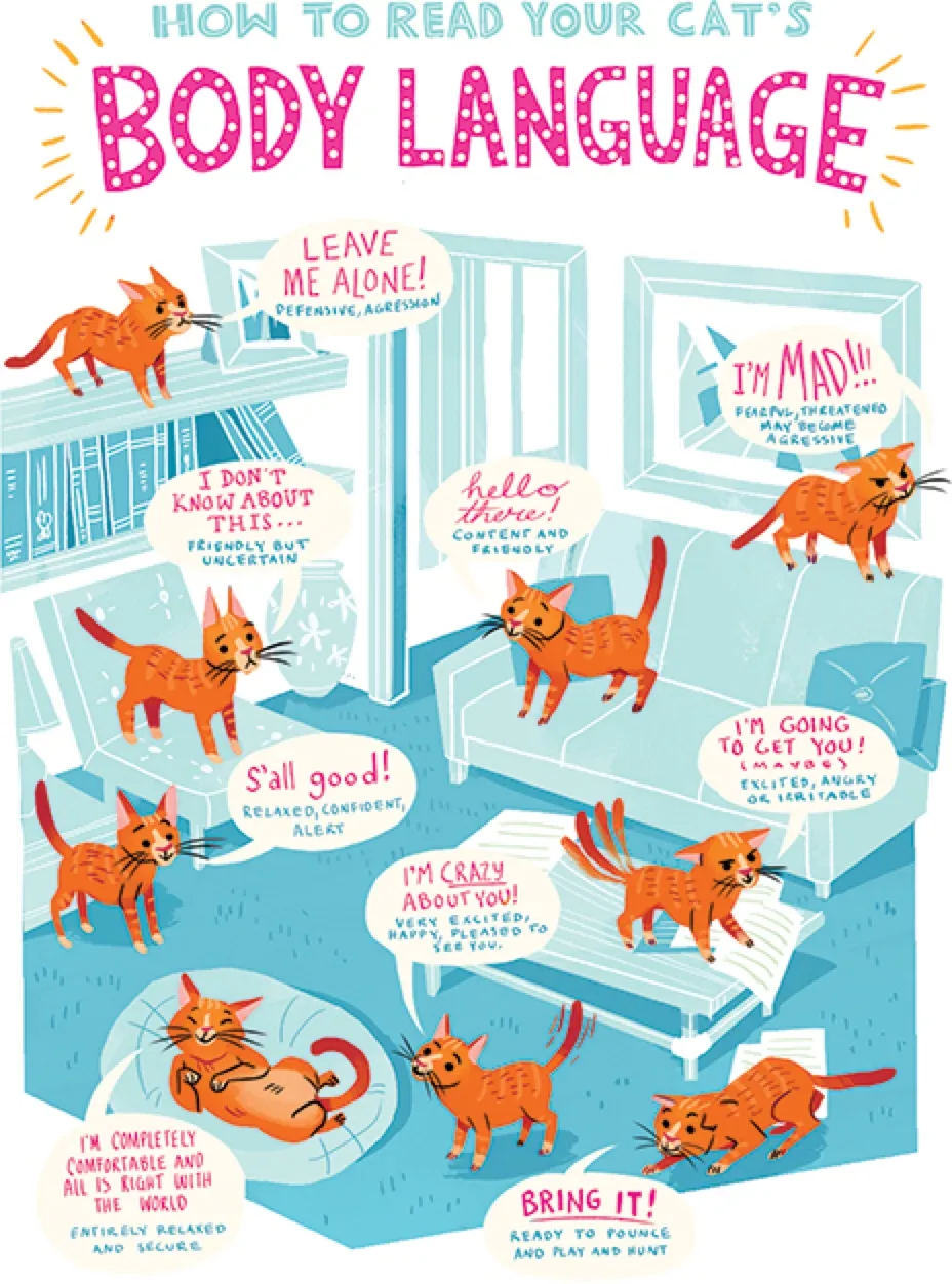 Cat Language Chart