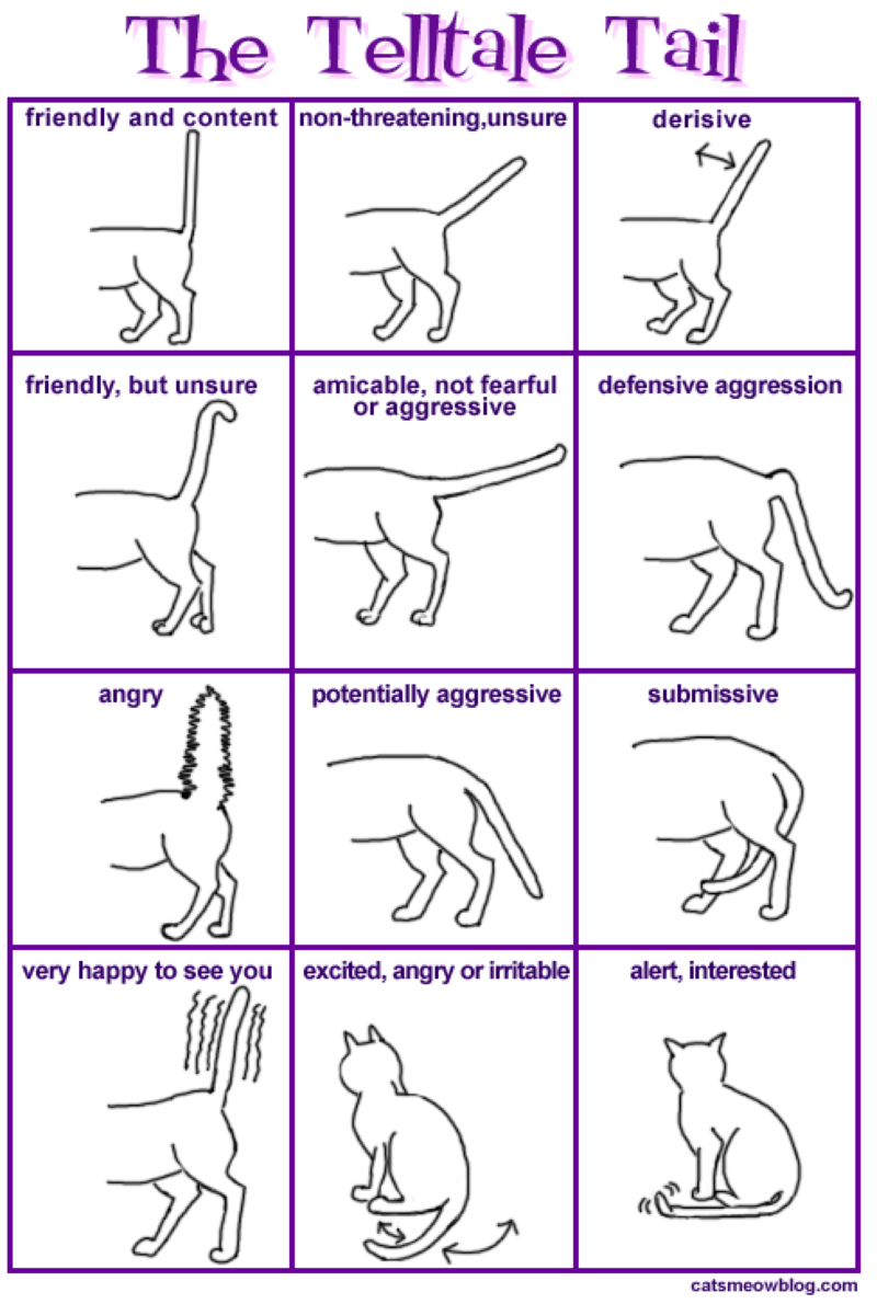 How to Speak Your Cat's Language Healthy Paws