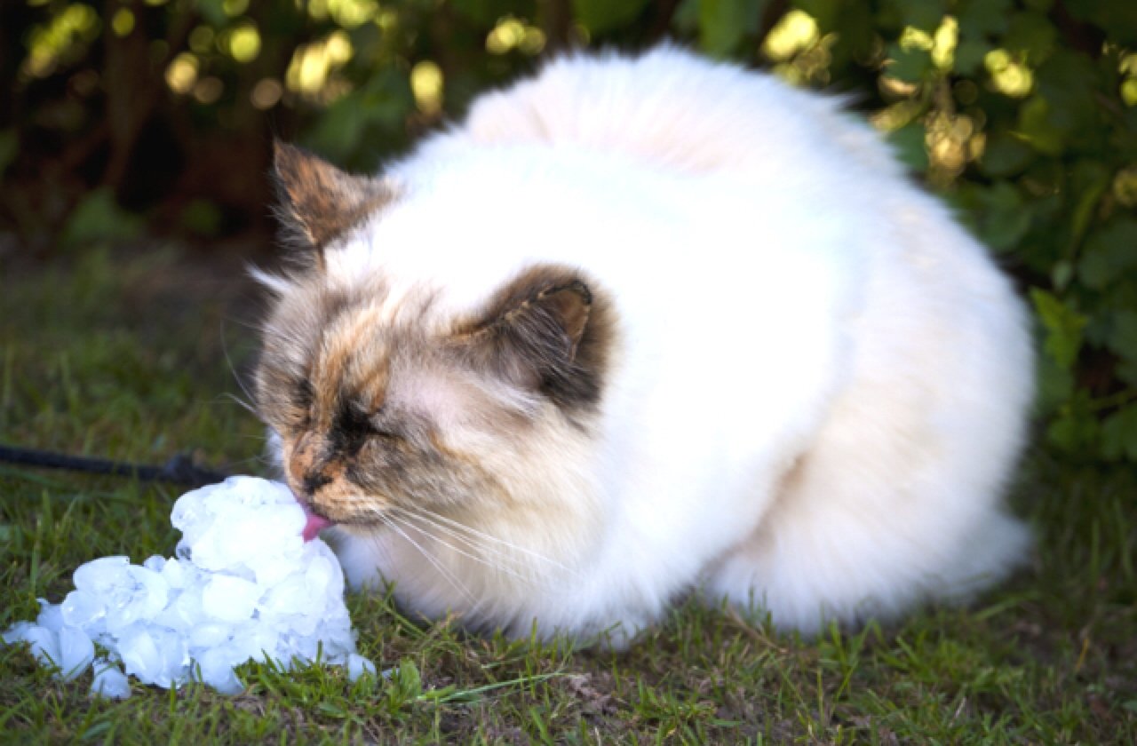 White cat licking ice