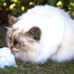 White cat licking ice