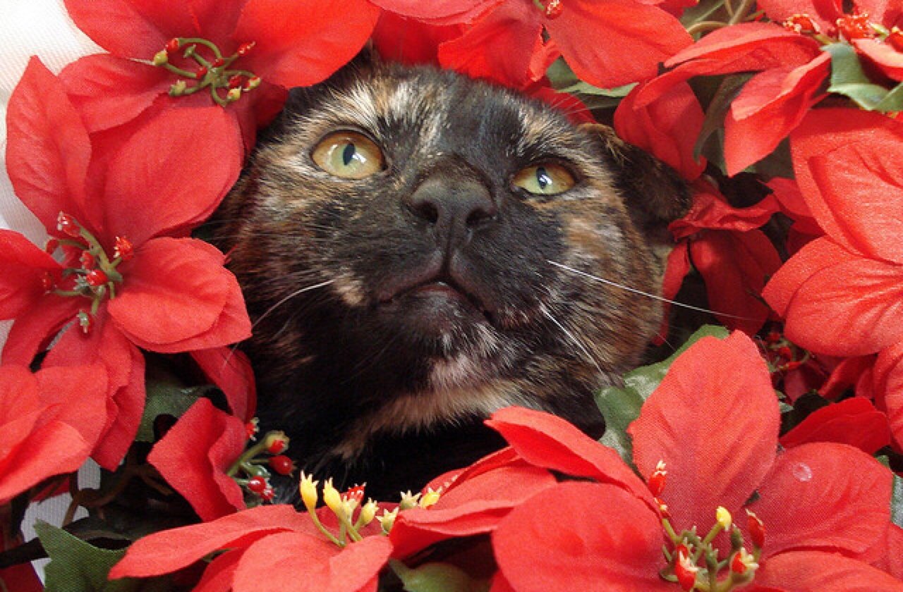 poinsettia toxic for dogs