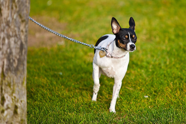 The Best Leash For Every Dog | Healthy Paws Pet Insurance