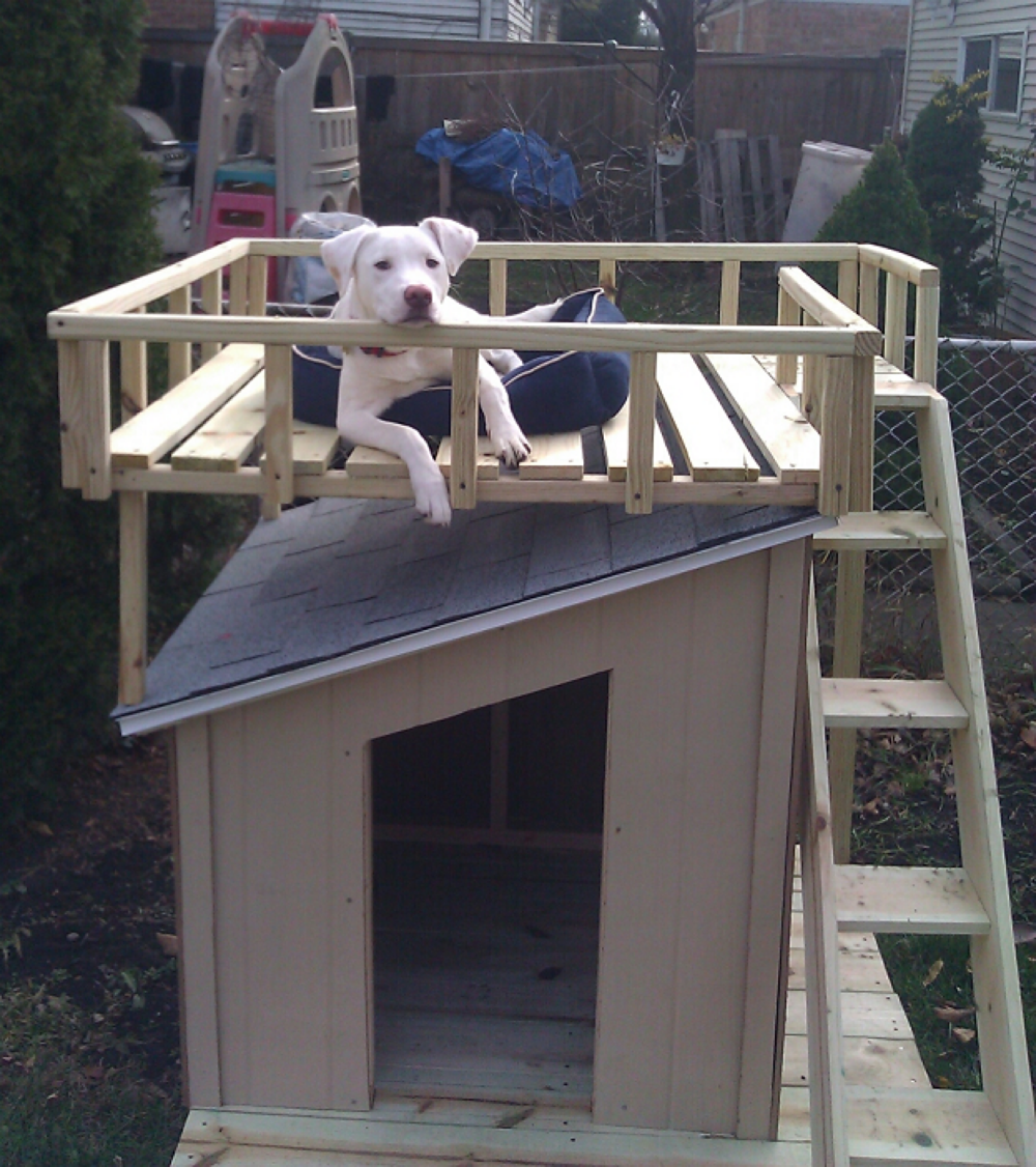 5 droolworthy diy dog house plans healthy paws