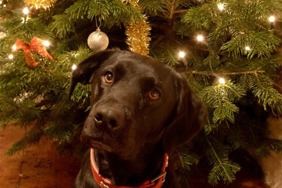 Are Pine Needles Bad for Dogs? Healthy Paws Pet Insurance