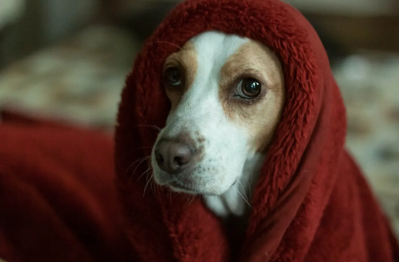Anxious dog hiding in a blanket