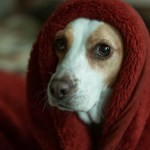 Anxious dog hiding in a blanket