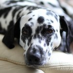 Dalmatian dog in dog bed