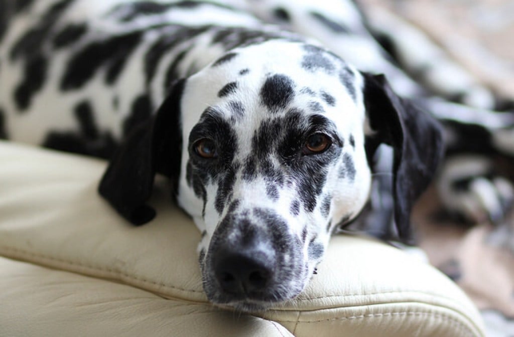 Dalmatian dog in dog bed