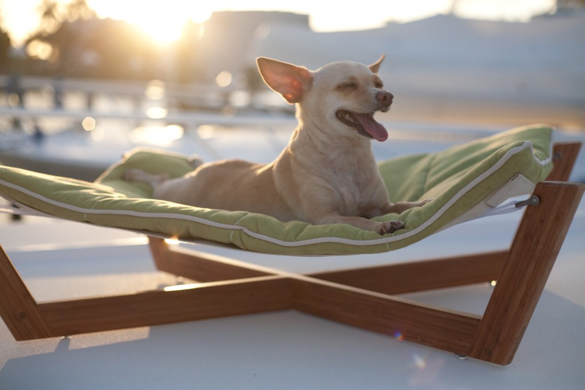 Find Your Picky Pup the Perfect Dog Bed | Healthy Paws Pet Insurance