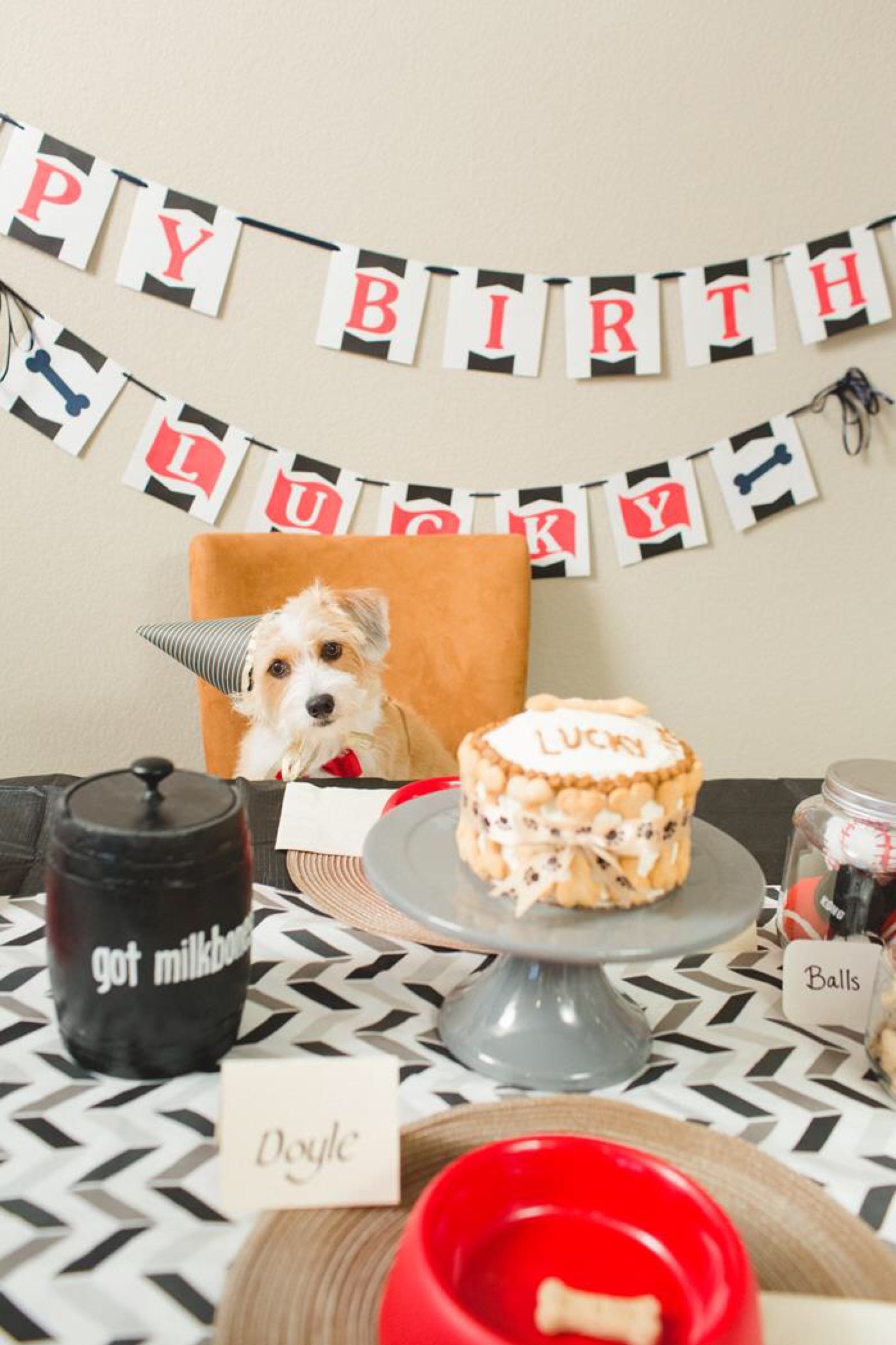 5 Dog  Birthday  Parties Better Than Yours Healthy Paws 