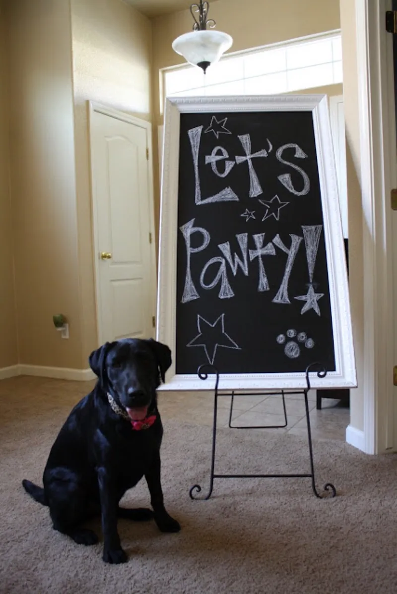 5 Dog Birthday Parties Better Than Yours | Healthy Paws Pet Insurance