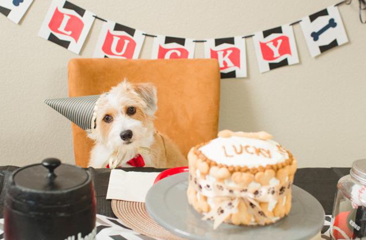 5 Dog  Birthday  Parties Better Than Yours Healthy Paws 