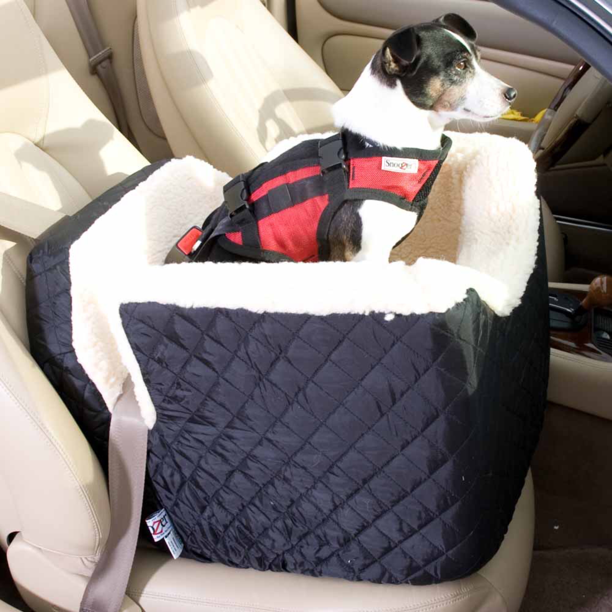 8 Gadgets For a Dog Friendly Road Trip | Healthy Paws Pet ...