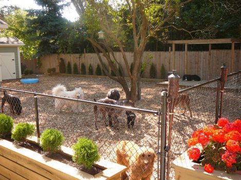 Top Dog Friendly Backyards  Healthy Paws