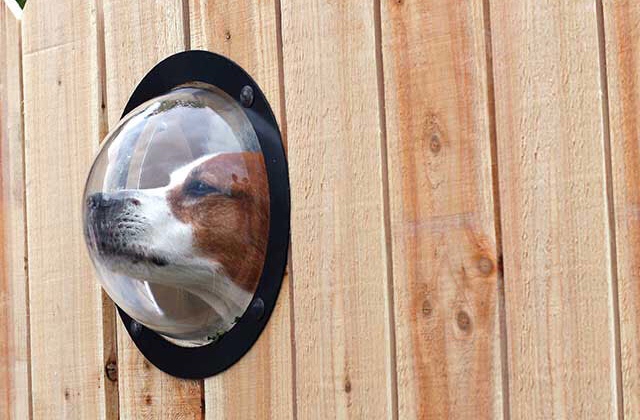 8 Dog-Friendly Backyard Ideas | Healthy Paws