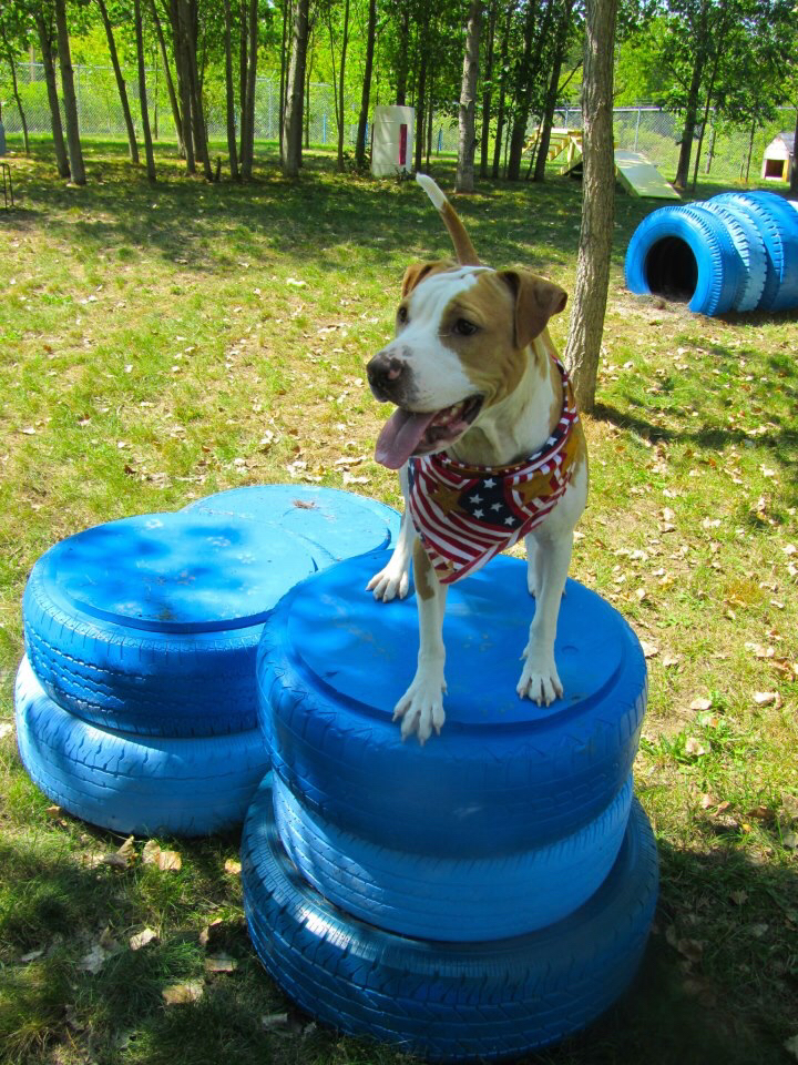 Top Dog Friendly Backyards | Healthy Paws