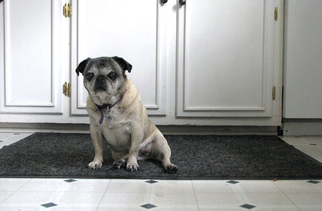 Pug in the kitchen