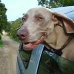 Dog with head out the window of a car