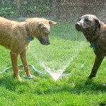 Two dogs enjoying a sprinkler