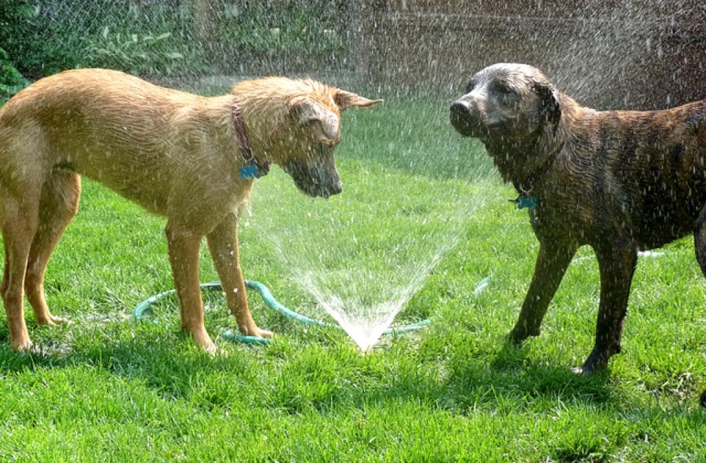 Two dogs enjoying a sprinkler