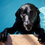 Dog climbing out of a swimming pool