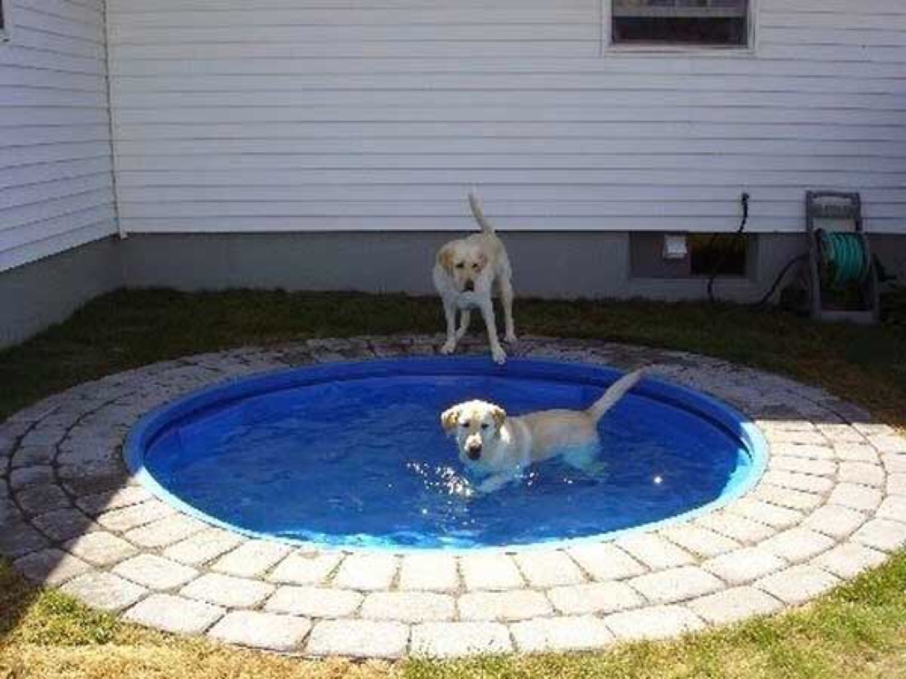 one dog one bone bone shaped pool