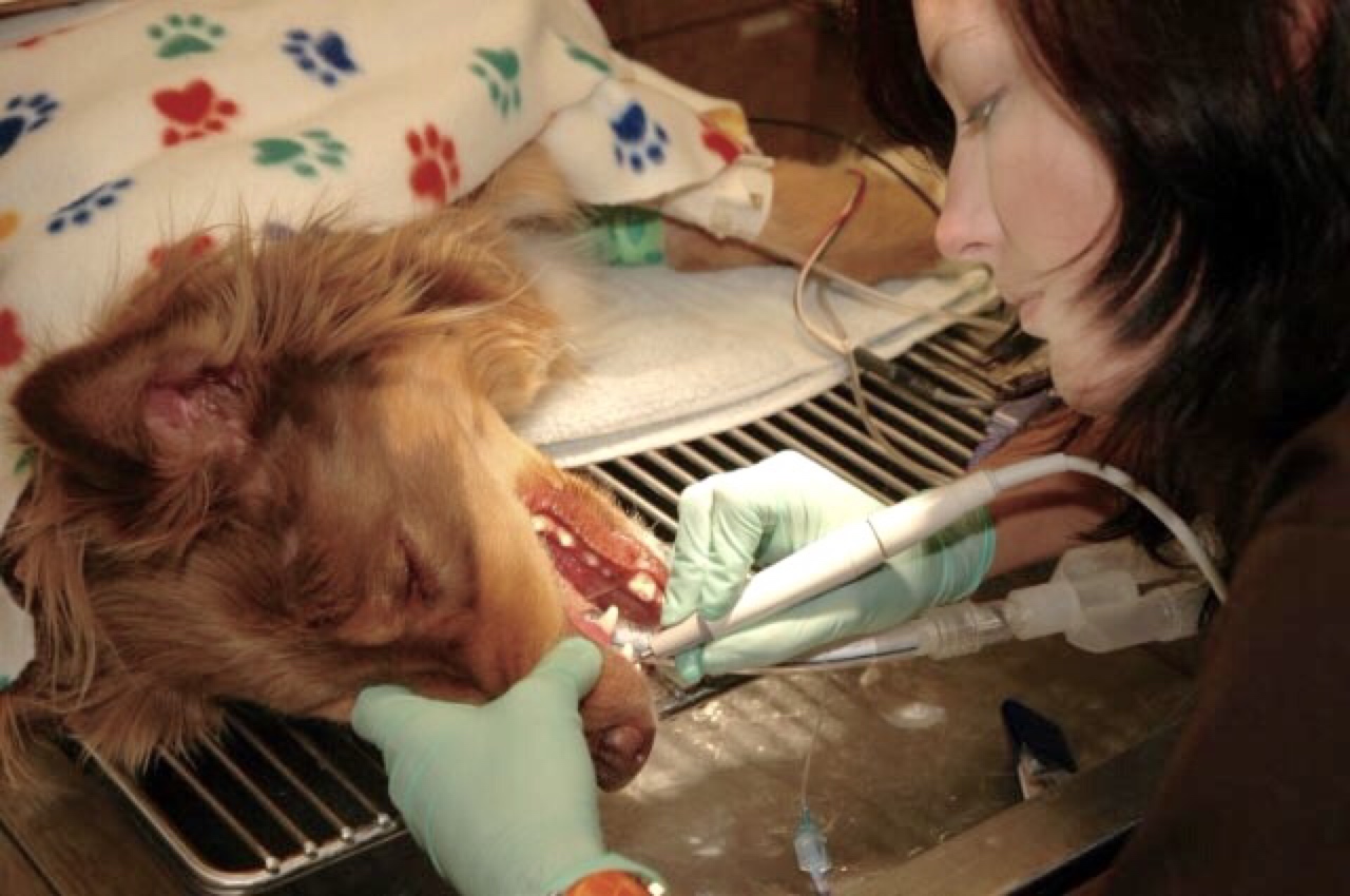 professional dog teeth cleaning cost