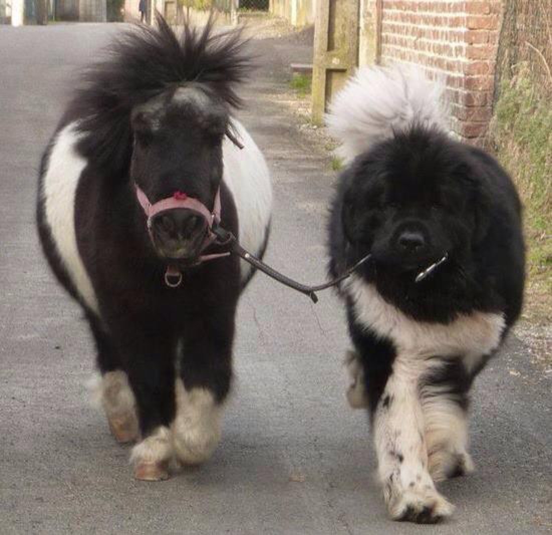 big furry dogs that look like bears