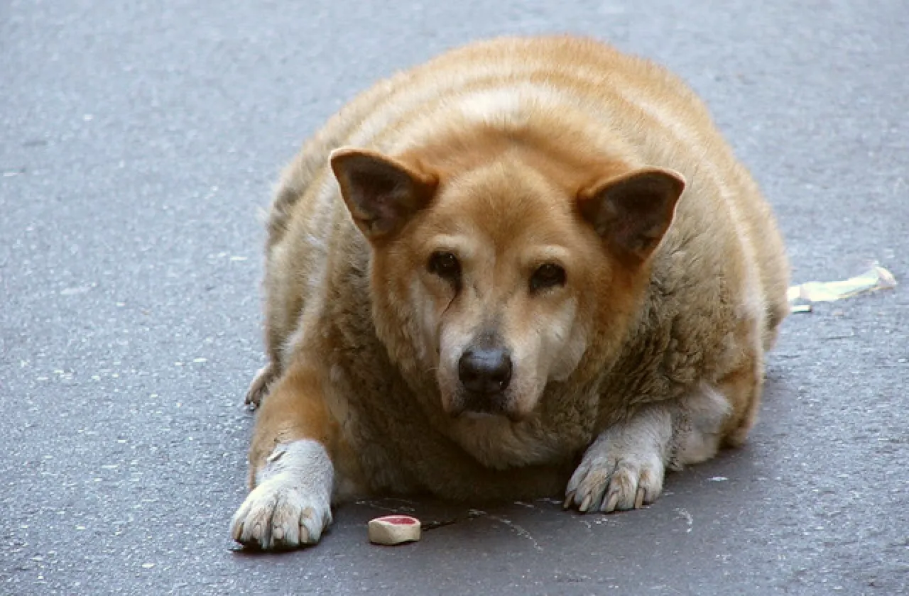 An overweight dog lying down on the street with a treat