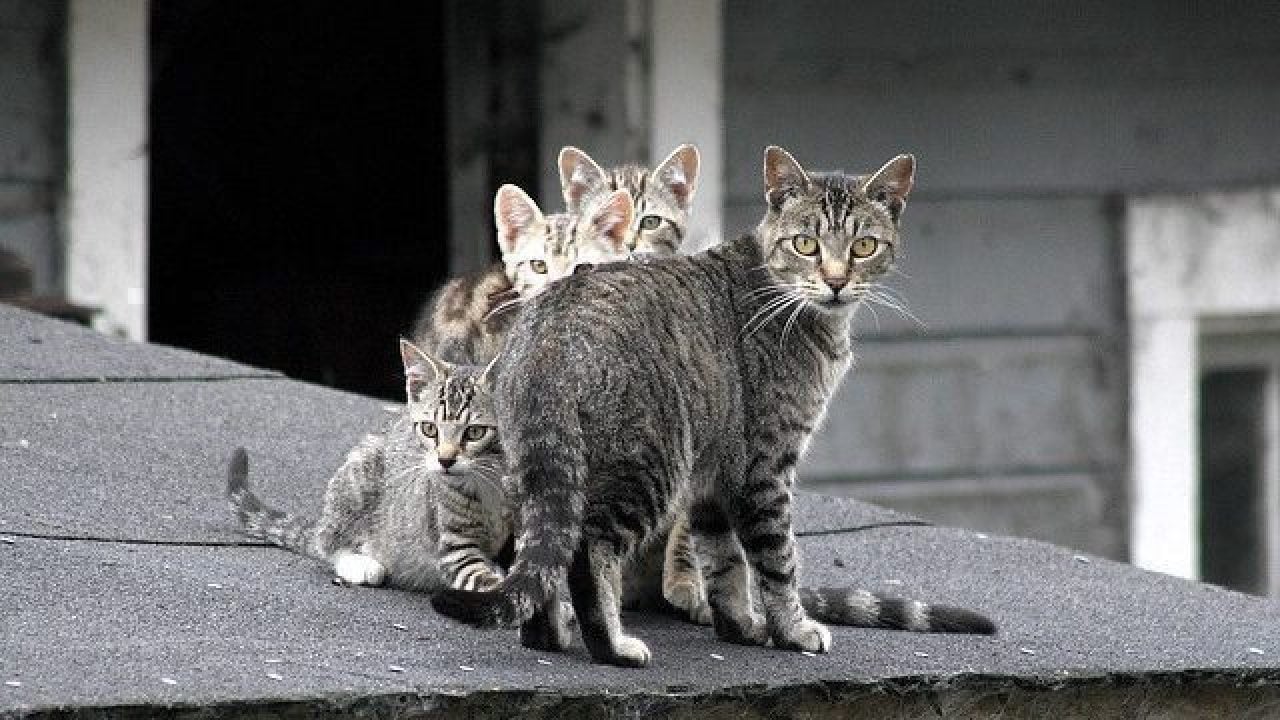 What is a Feral Cat? Healthy Paws Pet Insurance